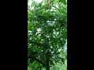 Mes greffes du printemps 2018 1538950229-07