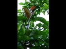 Mes greffes du printemps 2018 1538950242-08