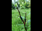 Mes greffes du printemps 2018 1538950255-09