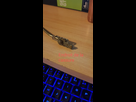 http://image.noelshack.com/minis/2018/46/6/1542410292-46486325-2219594655034131-8544982966063857664-n.png 1542410292-46486325-2219594655034131-8544982966063857664-n