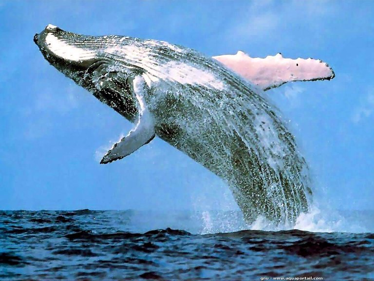 Les "baleines" du marché vidéoludique : poisons ou mécènes ? 