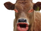 https://image.noelshack.com/fichiers/2018/07/1/1518466375-meussou.png