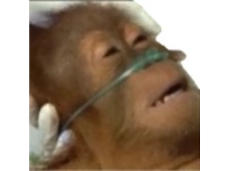 https://image.noelshack.com/fichiers/2021/08/6/1614455645-monkeydead.jpeg