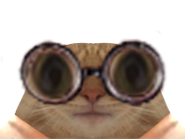 https://image.noelshack.com/fichiers/2023/05/7/1675552945-chat.png