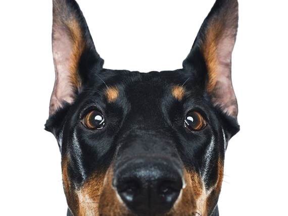 https://image.noelshack.com/fichiers/2024/51/4/1734614352-doberman-18.png