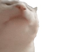 https://image.noelshack.com/fichiers/2025/12/3/1742420464-ezgif-788cc9f76ad374.gif