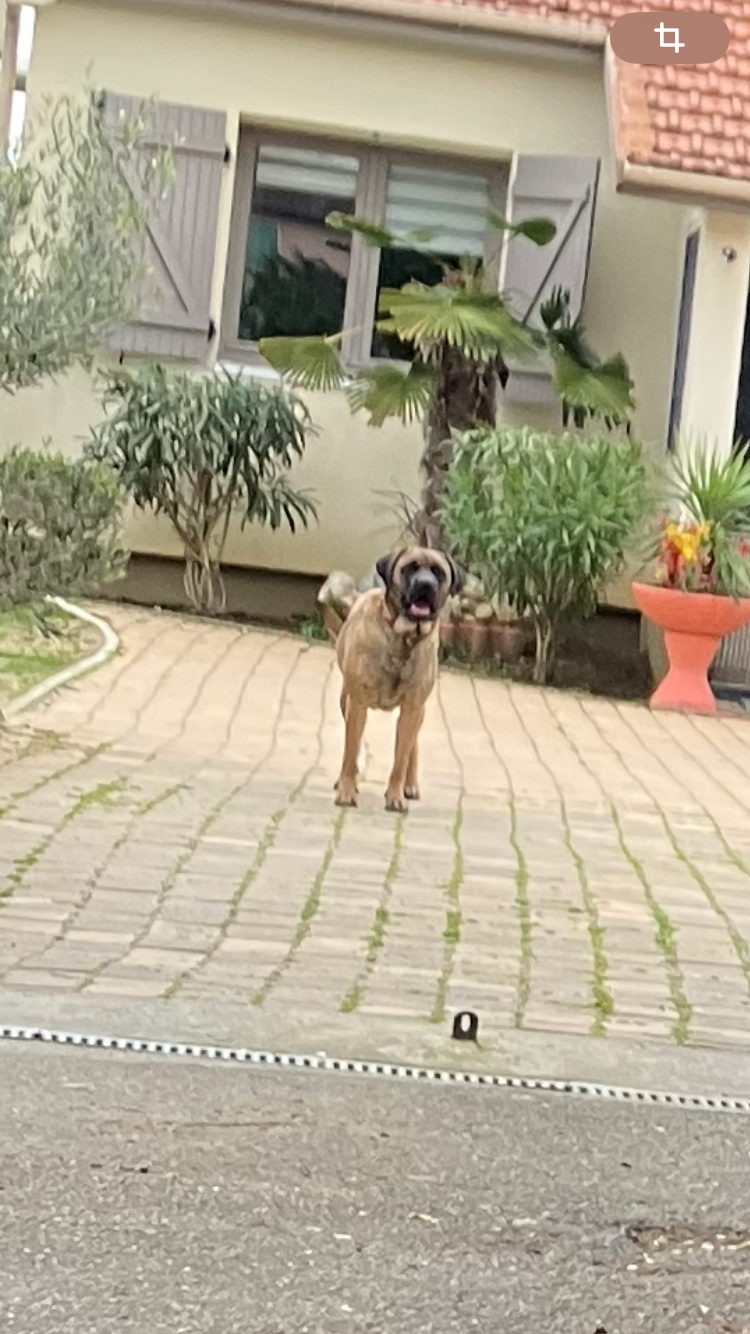 Quel est cette race de chien ?