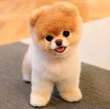 Un CHIEN plus MIGNON que ça?
