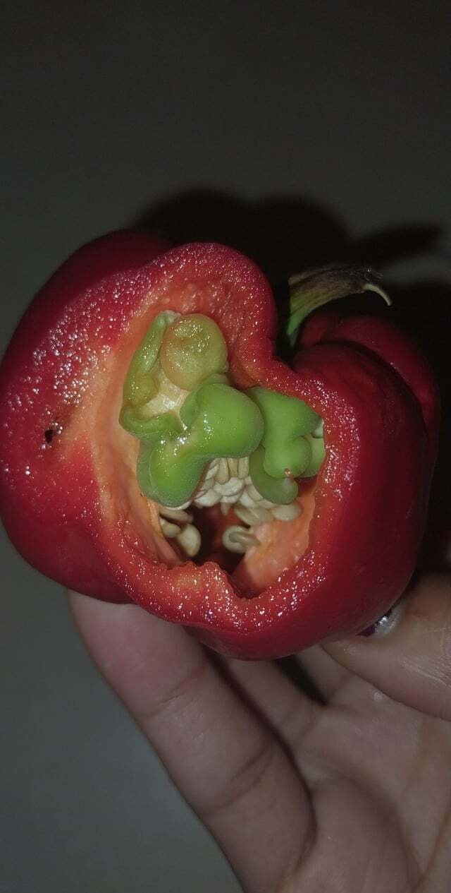 PK JAI UN BÉBÉS POIVRON DANS MON POIVRON ???