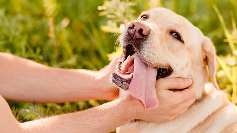 https://image.noelshack.com/fichiers/2026/25/3/1781717002-comment-pourquoi-caresser-chien.jpg