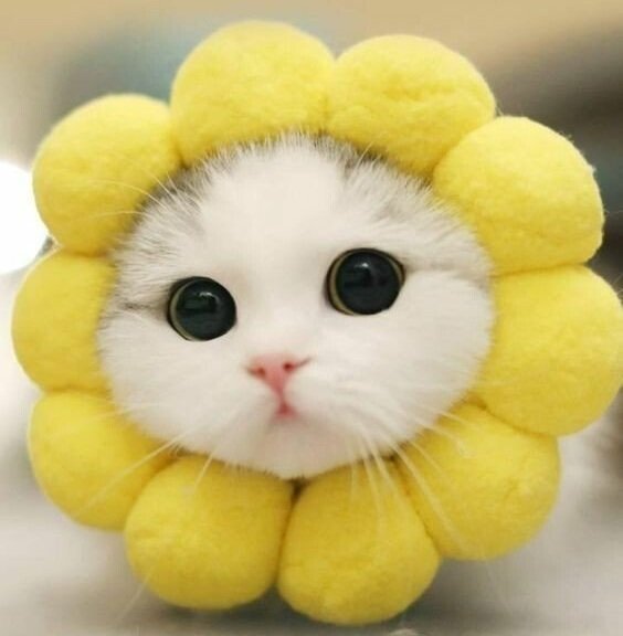 https://image.noelshack.com/fichiers/2026/26/2/1782215928-chat.jpeg