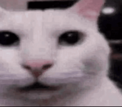 https://image.noelshack.com/fichiers/2026/36/3/1788345880-stare-cat-cat-stare.gif