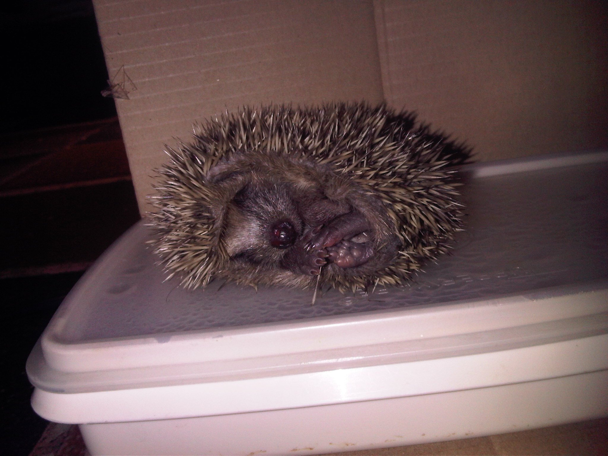 Mon Bebe Herisson Est Mort Sur Le Forum Blabla 15 18 Ans 27 07 12 18 16 13 Jeuxvideo Com