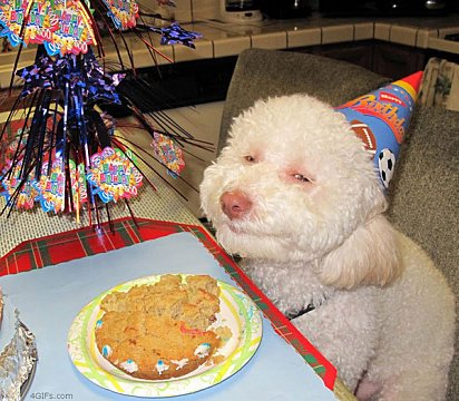 Le Chien Qui Fete Son Anniversaire Sur Le Forum Blabla 18 25 Ans 24 09 12 23 56 55 Jeuxvideo Com Le Chien Qui Fete Son Anniversaire Sur Le Forum Blabla 18 25 Ans 24 09 12 23 56 55 Jeuxvideo Com