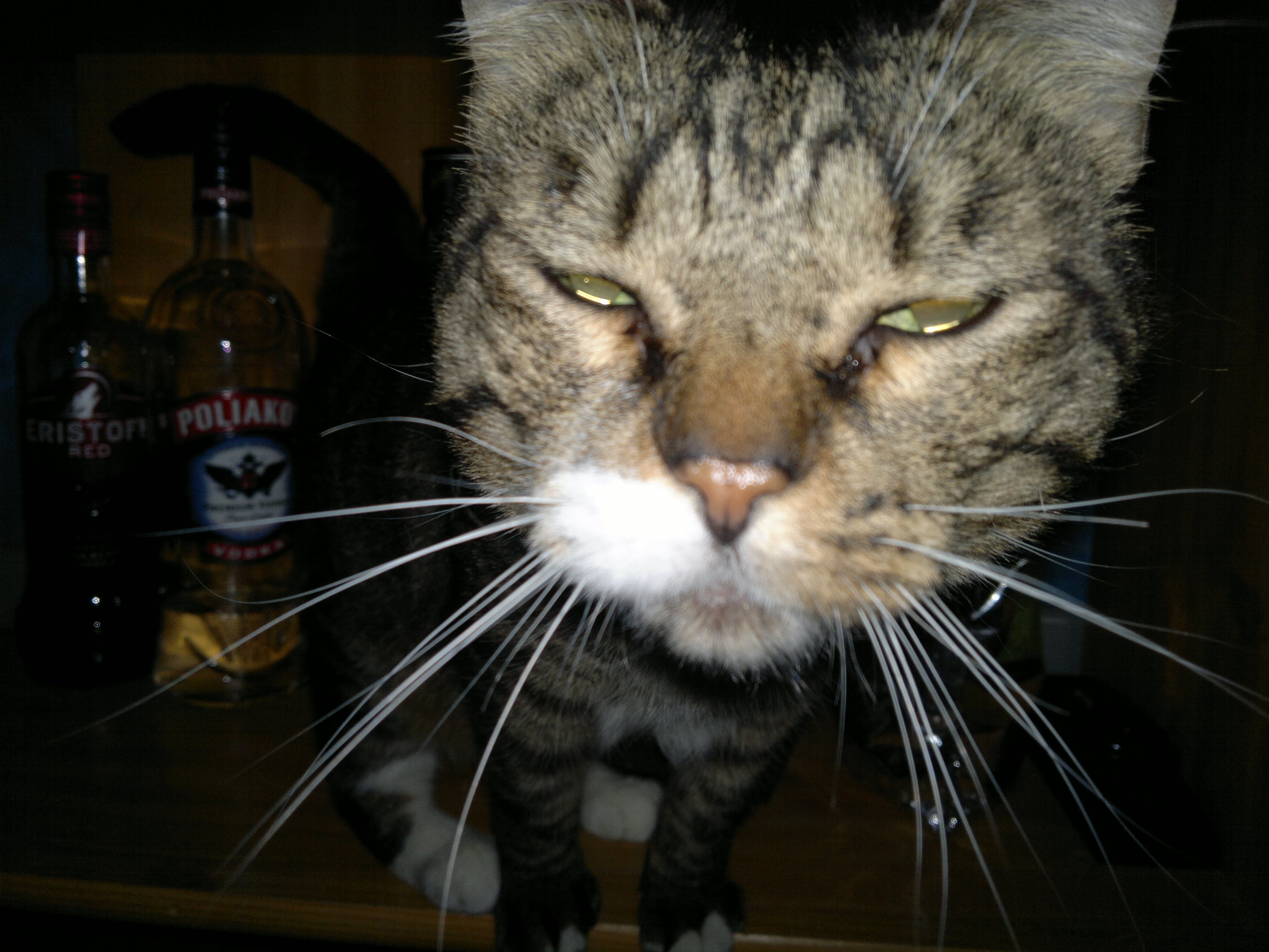 Mon Chat Alcoolique Sur Le Forum Blabla 15 18 Ans 23 12 13 04 23 07 Jeuxvideo Com