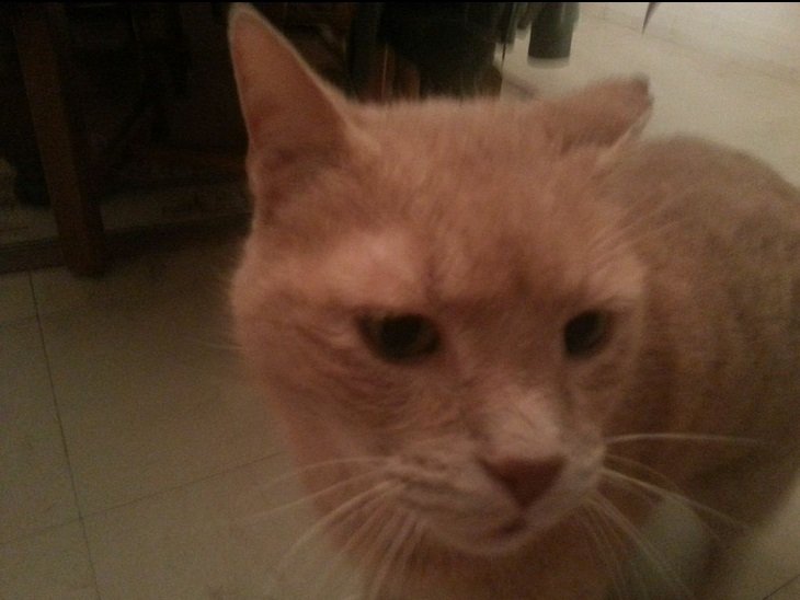 Mon Super Beau Chat Bg Une Autre Photo Sur Le Forum Blabla 18 25 Ans 30 01 14 23 14 12 Page 10 Jeuxvideo Com