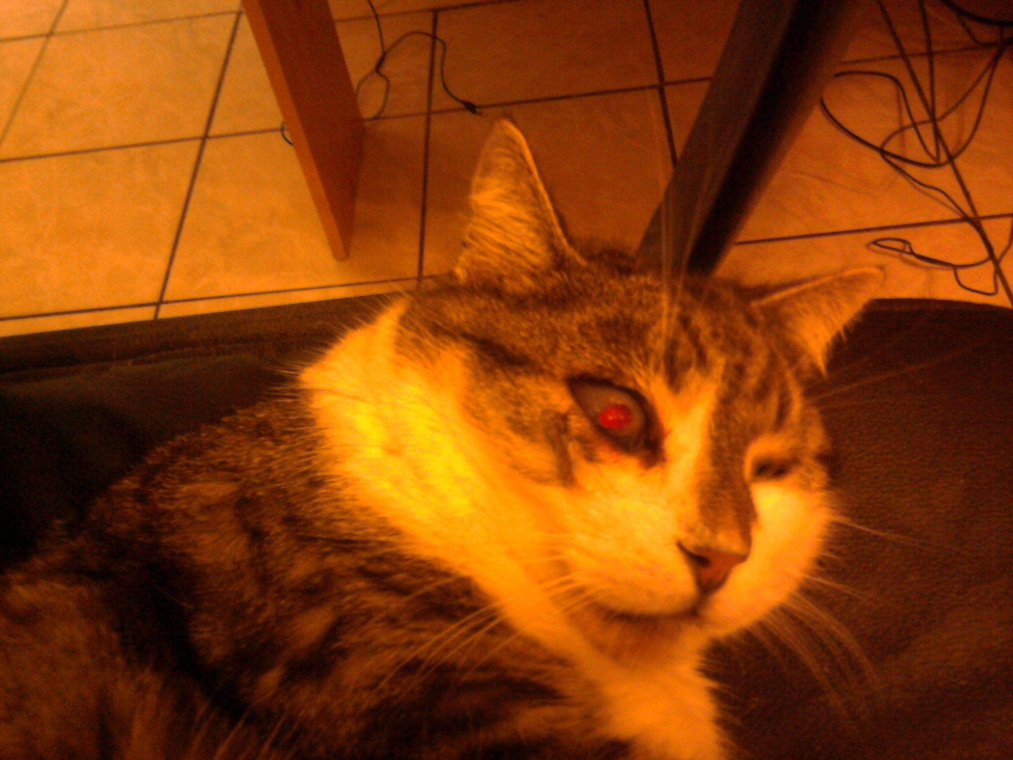 L Oeil De Mon Chat Se Vide Photo Sur Le Forum Blabla 18 25 Ans 23 12 14 19 37 24 Jeuxvideo Com