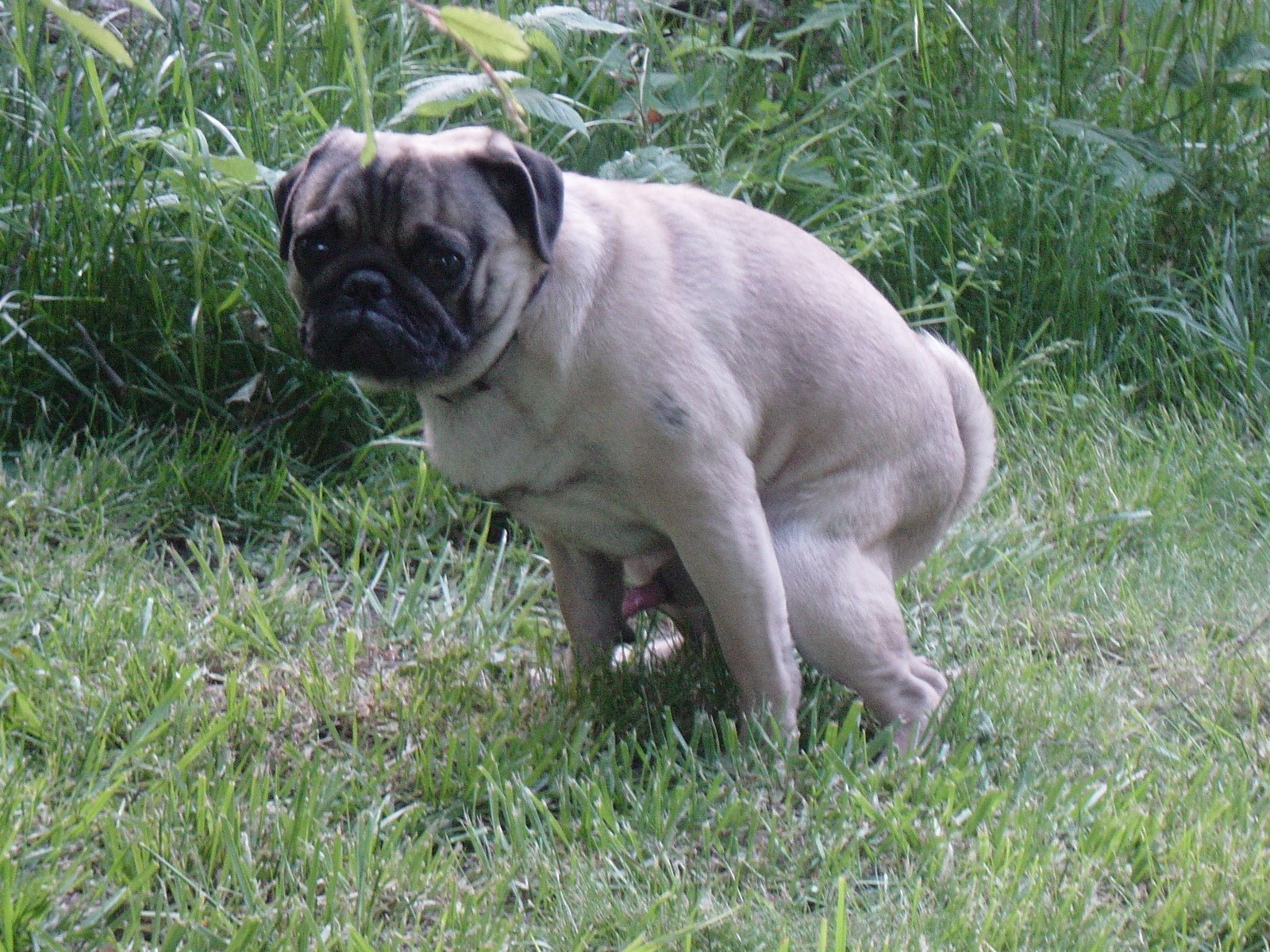 J'ai pris en photo mon Chien qui chie rire sur le forum Blabla 1825 ans 25082015 081621