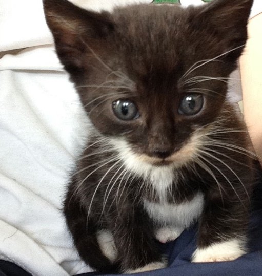 Evolution De Mon Chaton Avant Et Apres La Coryza Sur Le Forum Nature Et Animaux 04 12 16 14 04 53 Jeuxvideo Com