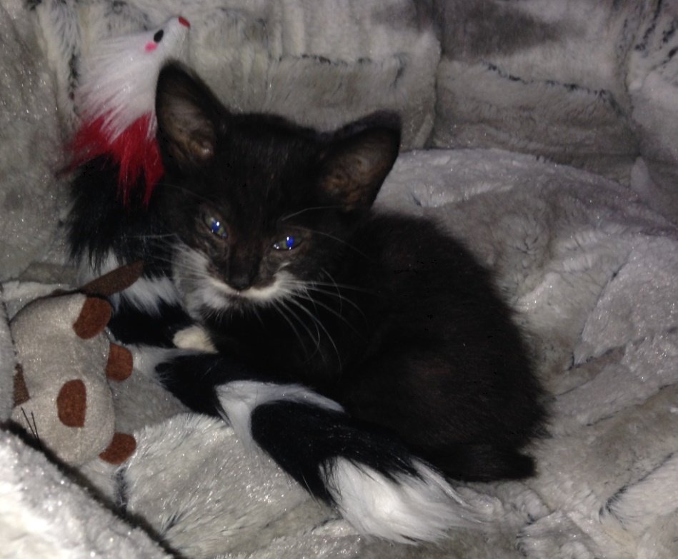 Evolution De Mon Chaton Avant Et Apres La Coryza Sur Le Forum Nature Et Animaux 04 12 16 14 04 53 Jeuxvideo Com