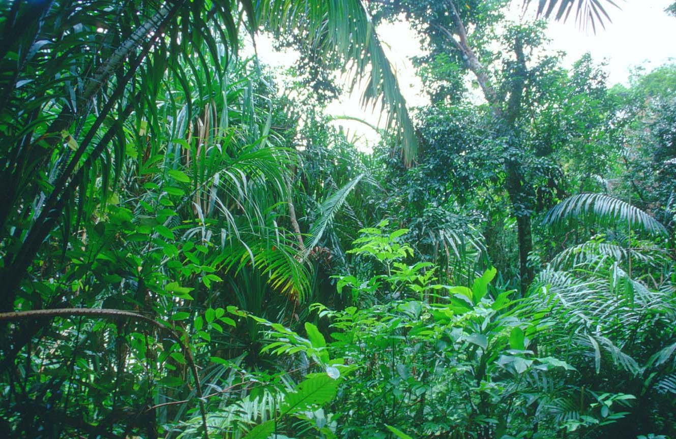 [Dossier N°2] Les forêts équatoriales sur le forum Nature et Animaux ...