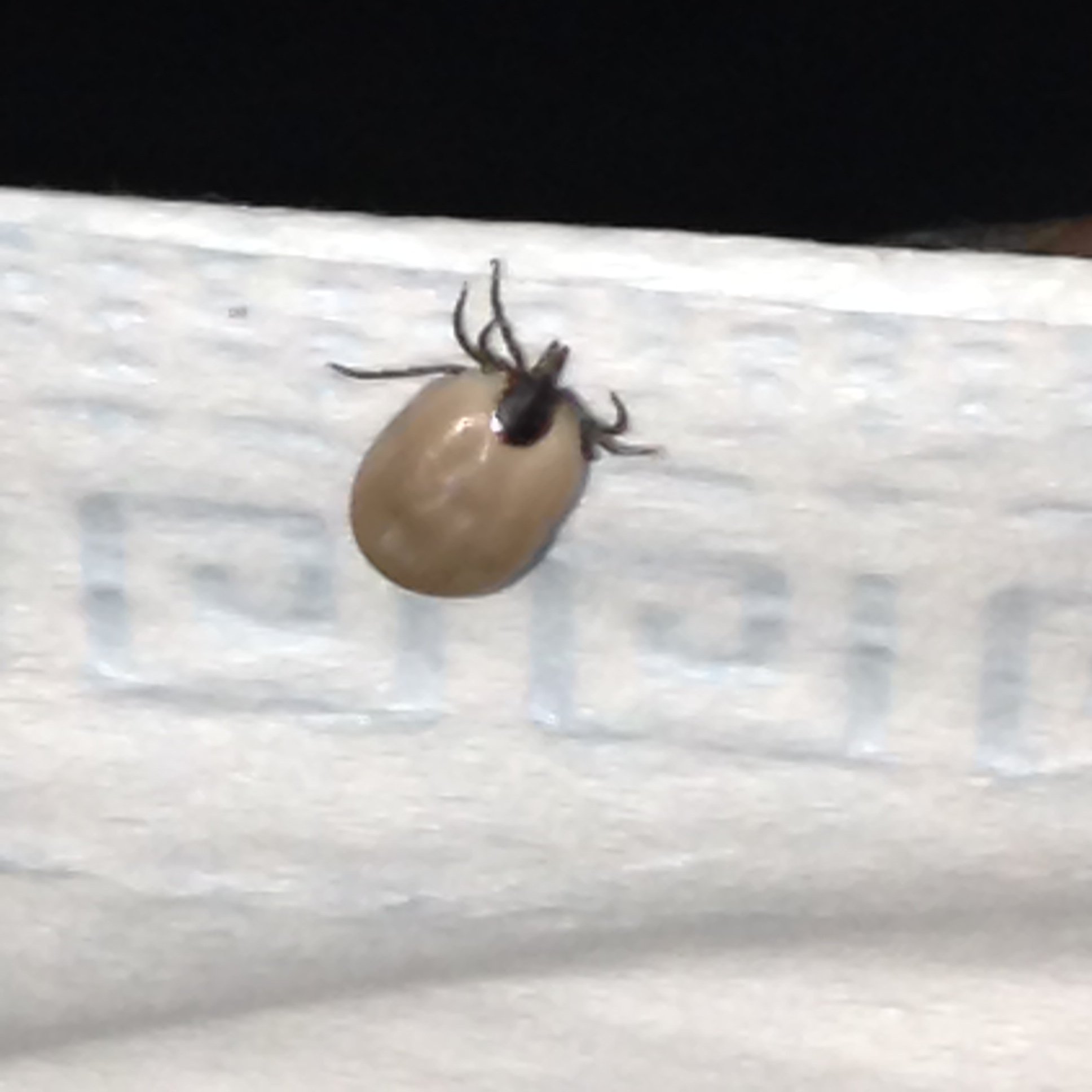 Je Viens D Enlever Une Tique A Mon Chat Ai Je Fait Ca Bien Sur Le Forum Blabla 18 25 Ans 16 04 17 03 28 55 Jeuxvideo Com