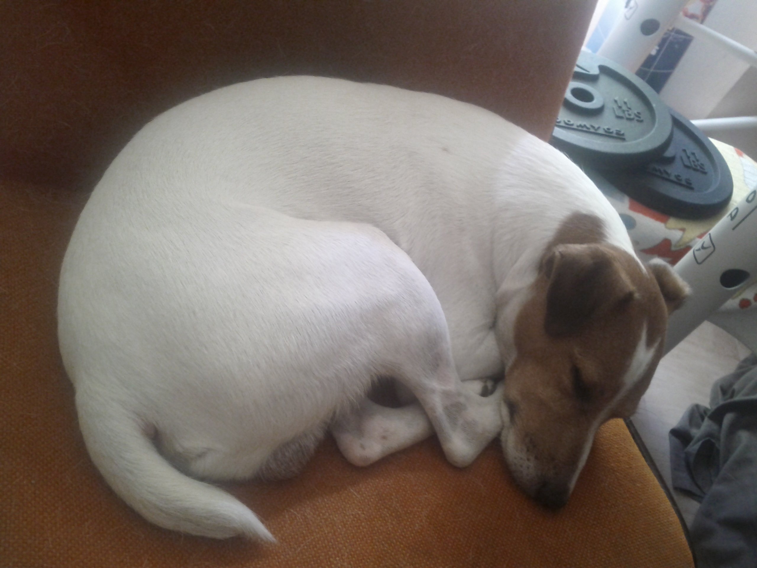 Mon chien est mort cette nuit dans son sommeil sur le forum Blabla 1825 ans 25032019 1652