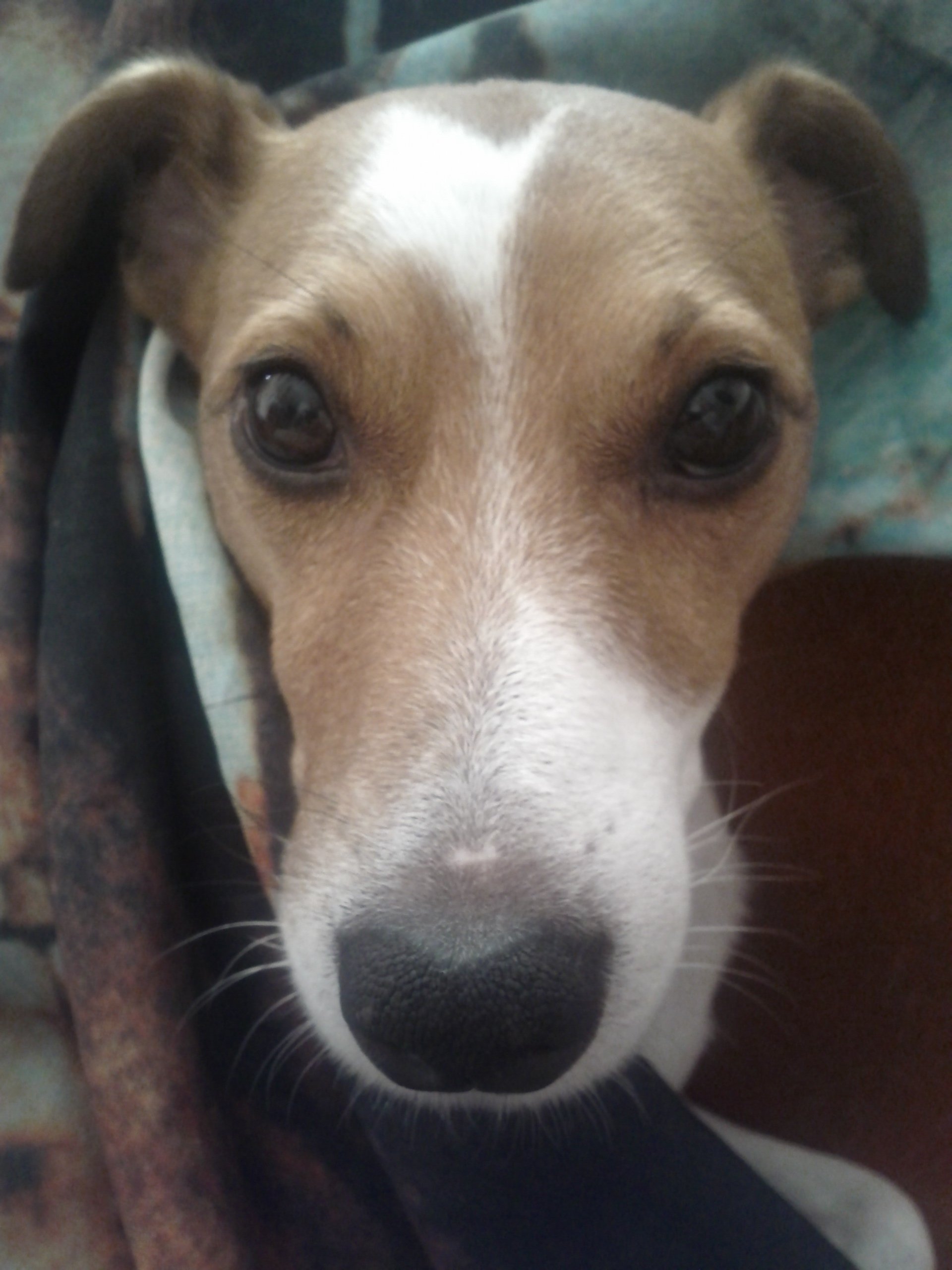 Mon chien est mort cette nuit dans son sommeil sur le forum Blabla 1825 ans 25032019 1652