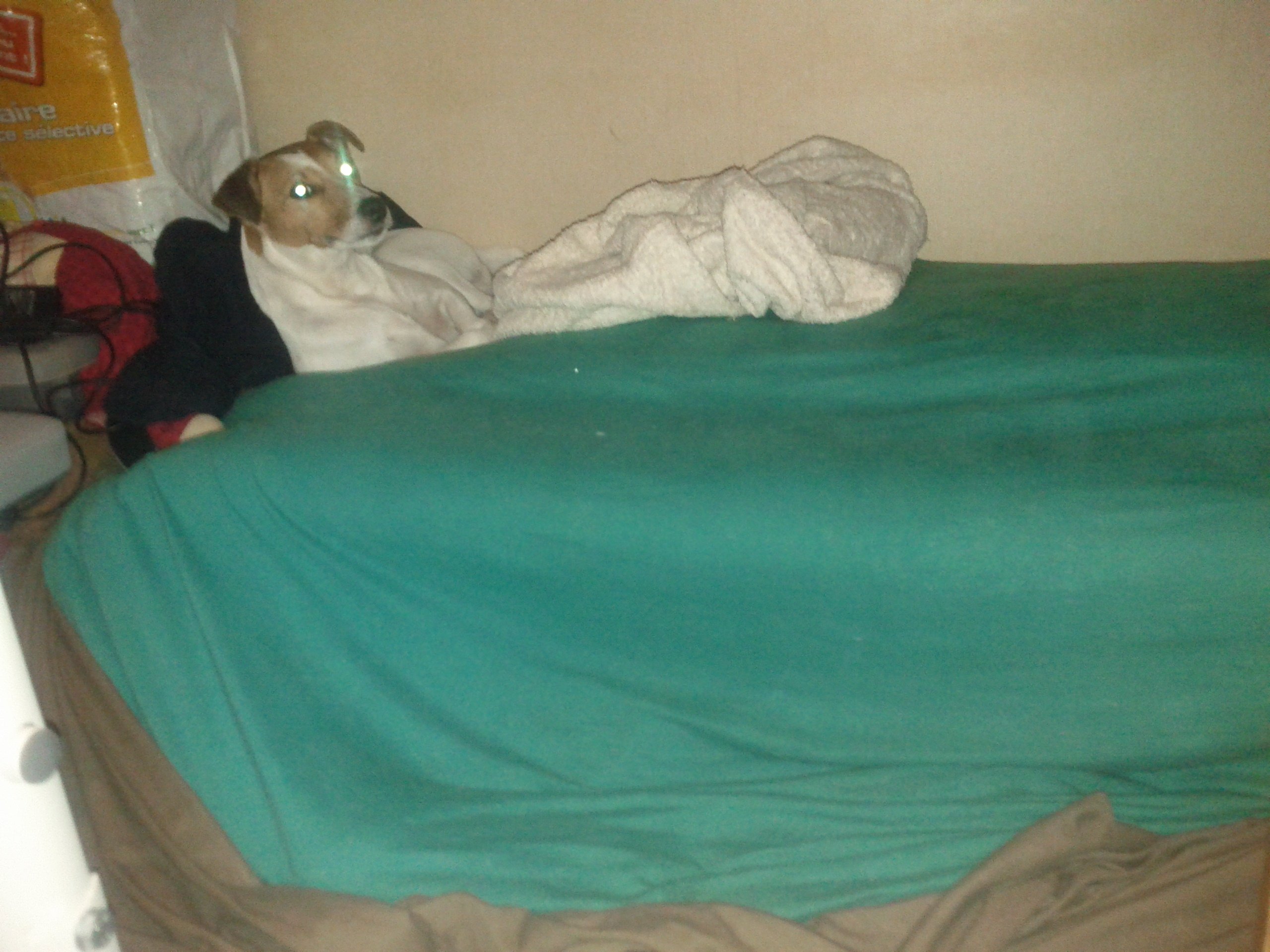 Mon chien est mort cette nuit dans son sommeil sur le forum Blabla 1825 ans 25032019 1652