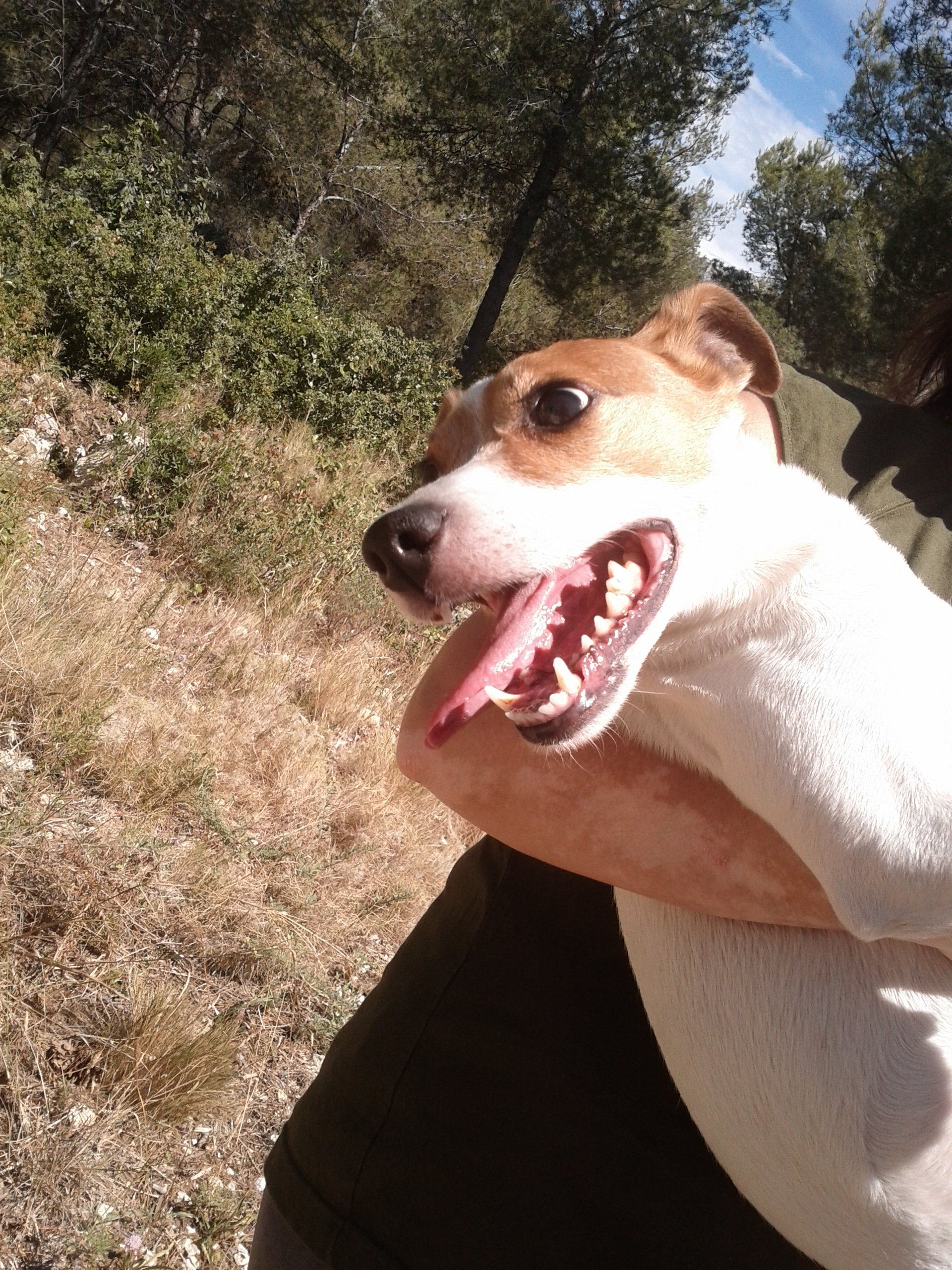 Mon chien est mort cette nuit dans son sommeil sur le forum Blabla 1825 ans 25032019 1652