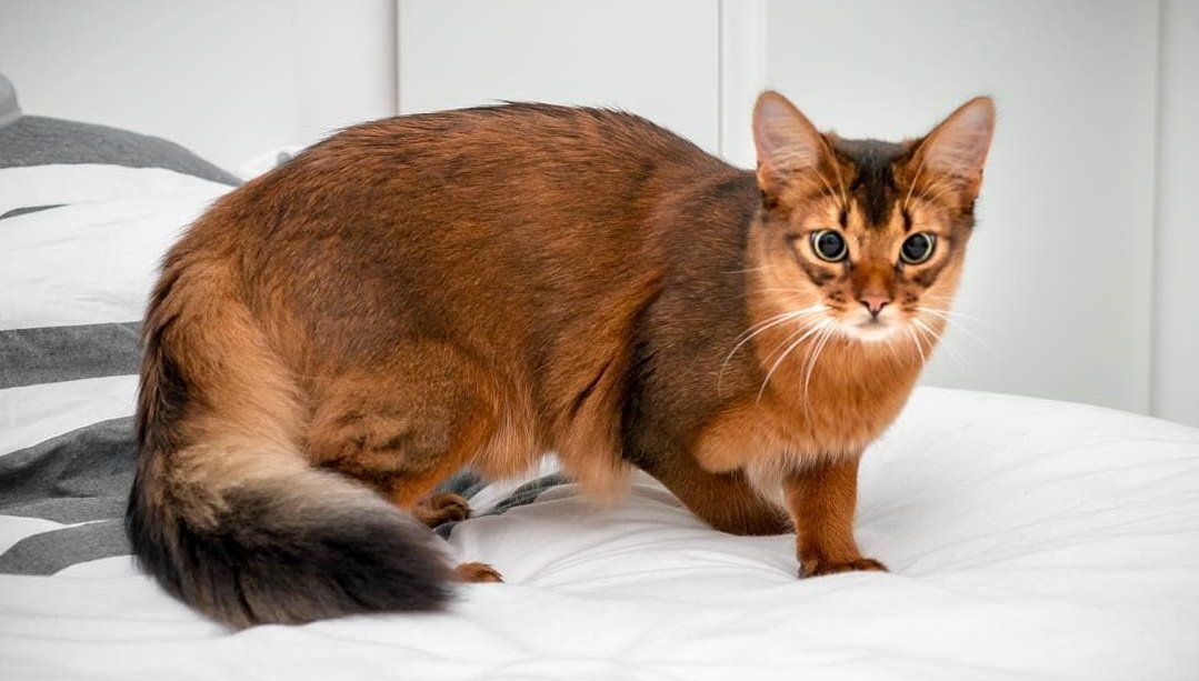 Une Nouvelle Espèce Est Apparue Le Chat Renard Sur Le