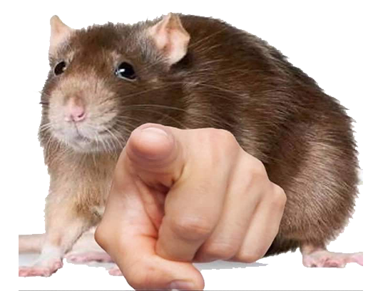 Topic : " j'espère on pourra adopter des rats ratatouille plus ta...
