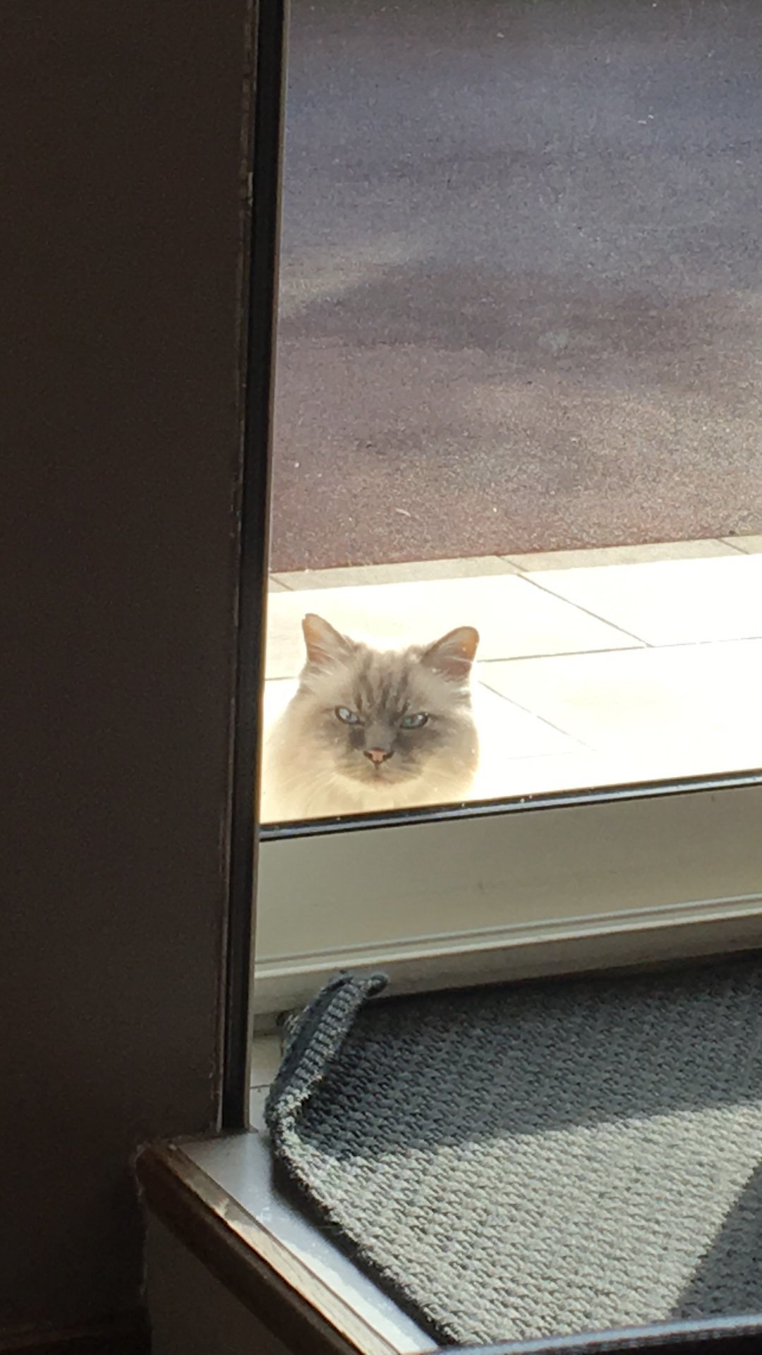 Photo Un Chat Errant Veut Me Frapper Sur Le Forum Blabla 18 25 Ans 15 02 22 12 13 05 Jeuxvideo Com Photo Un Chat Errant Veut Me Frapper Sur Le Forum Blabla 18 25 Ans 15 02 22 12 13 05 Jeuxvideo Com