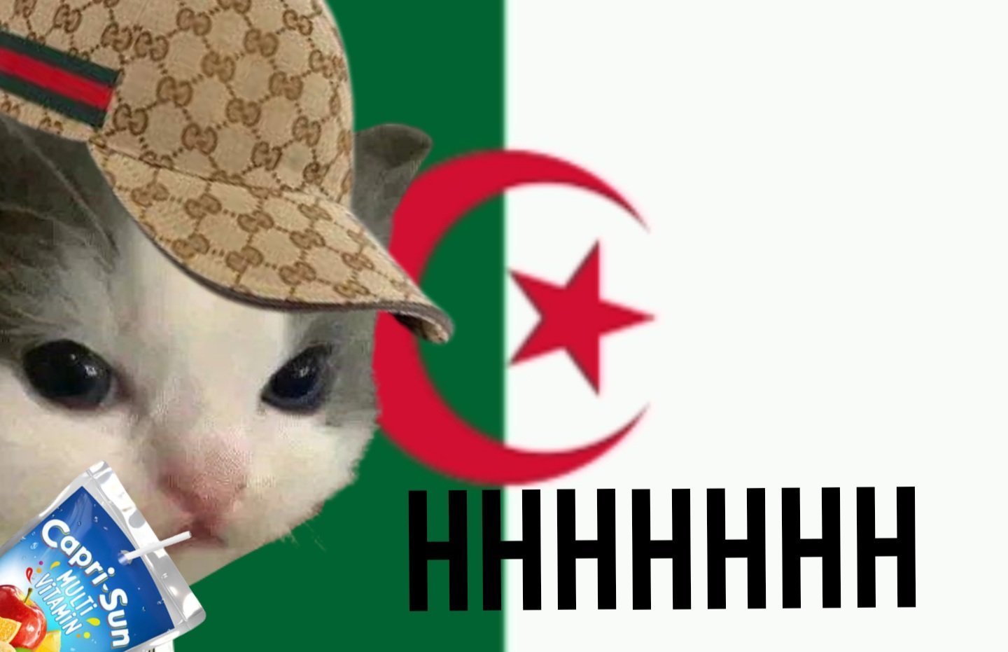 Meme De Ecrevisse Sur Eheh Hehe Hhhh Cat Algerie Chat Racaille