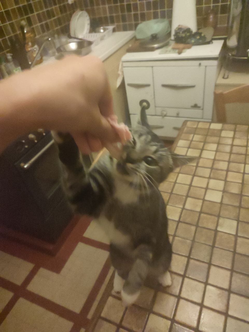 Shooté au jambon, mon chat devient bipède sur Onche