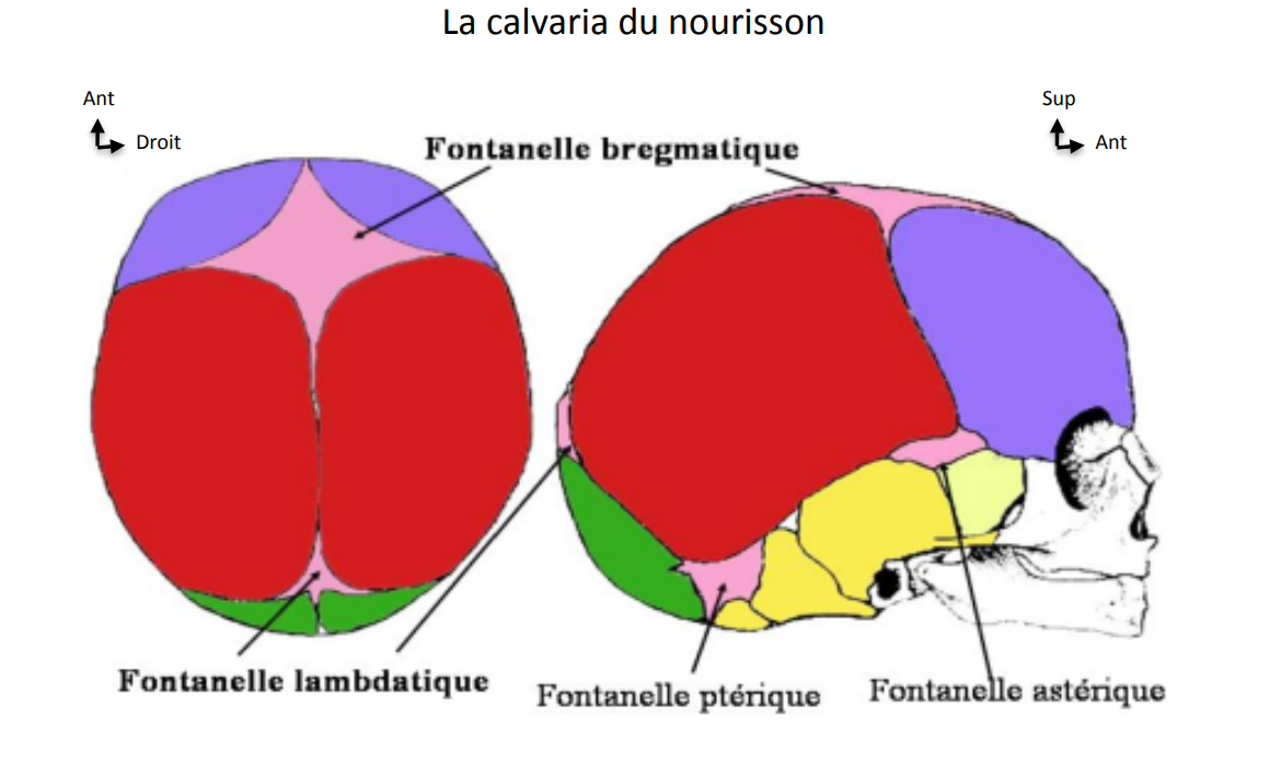 Fontanelles Ue5 Anatomie Tutorat Associatif Toulousain 9281