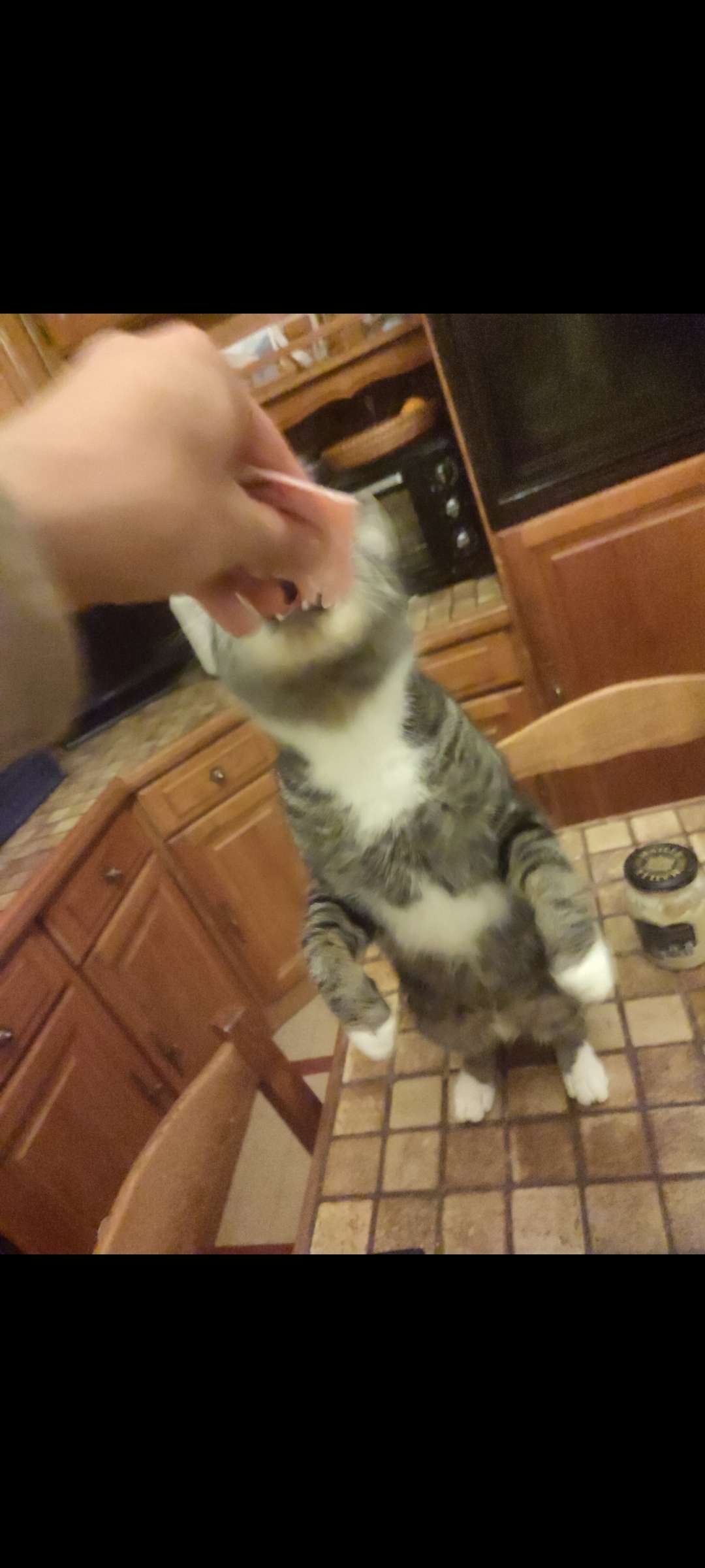 Mon chat a mangé du jambon cuit a l