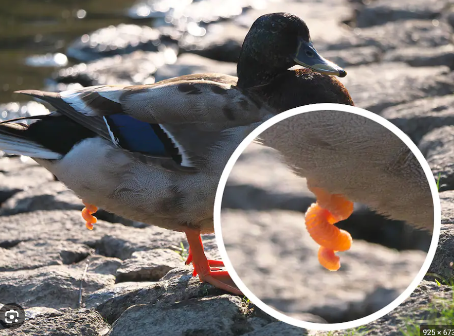 zizi-de-canard-les-secrets-du-zizi-de-canard-evxagg