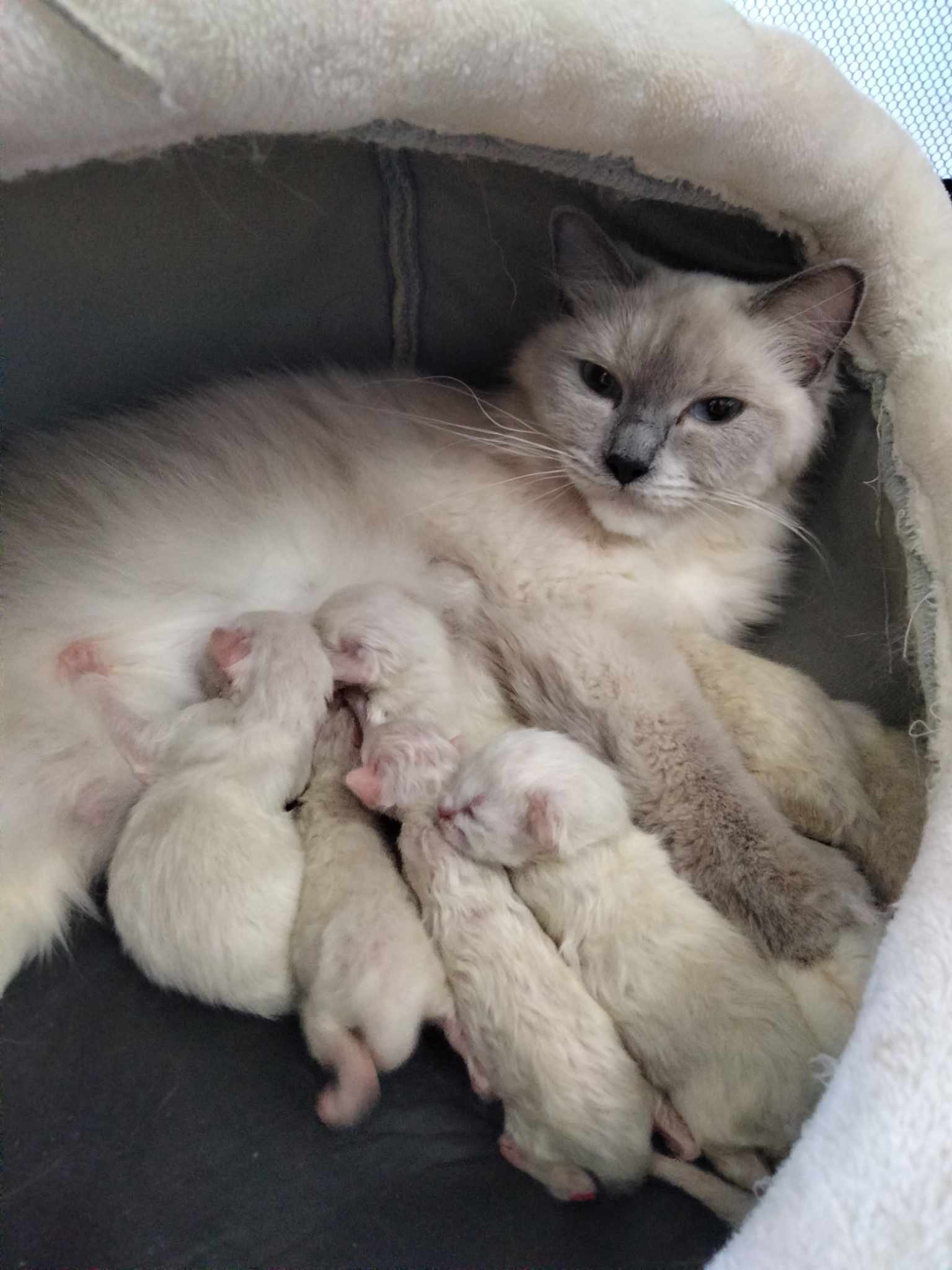 chaton ragdoll à vendre ile et vilaine, mayenne, elevage ragdoll