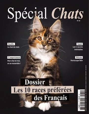 Spécial Chats - Octobre-Décembre 2024