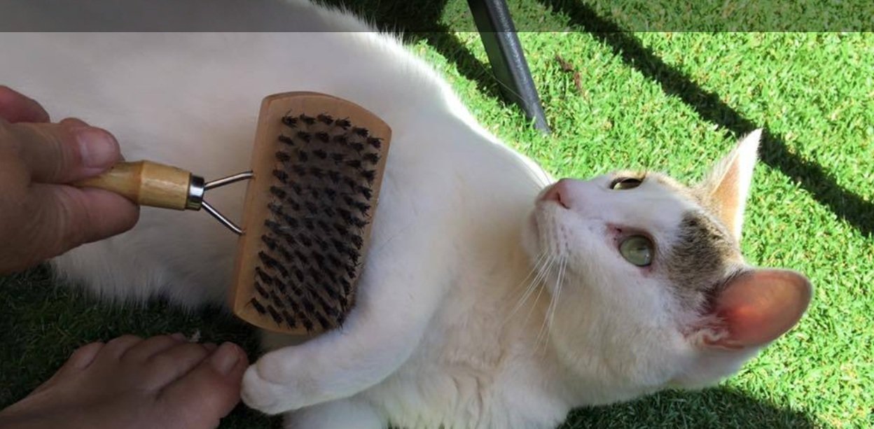 ALERTE : Evelyne thomas caresse sa chatte et exhibe son FEET (pied)
