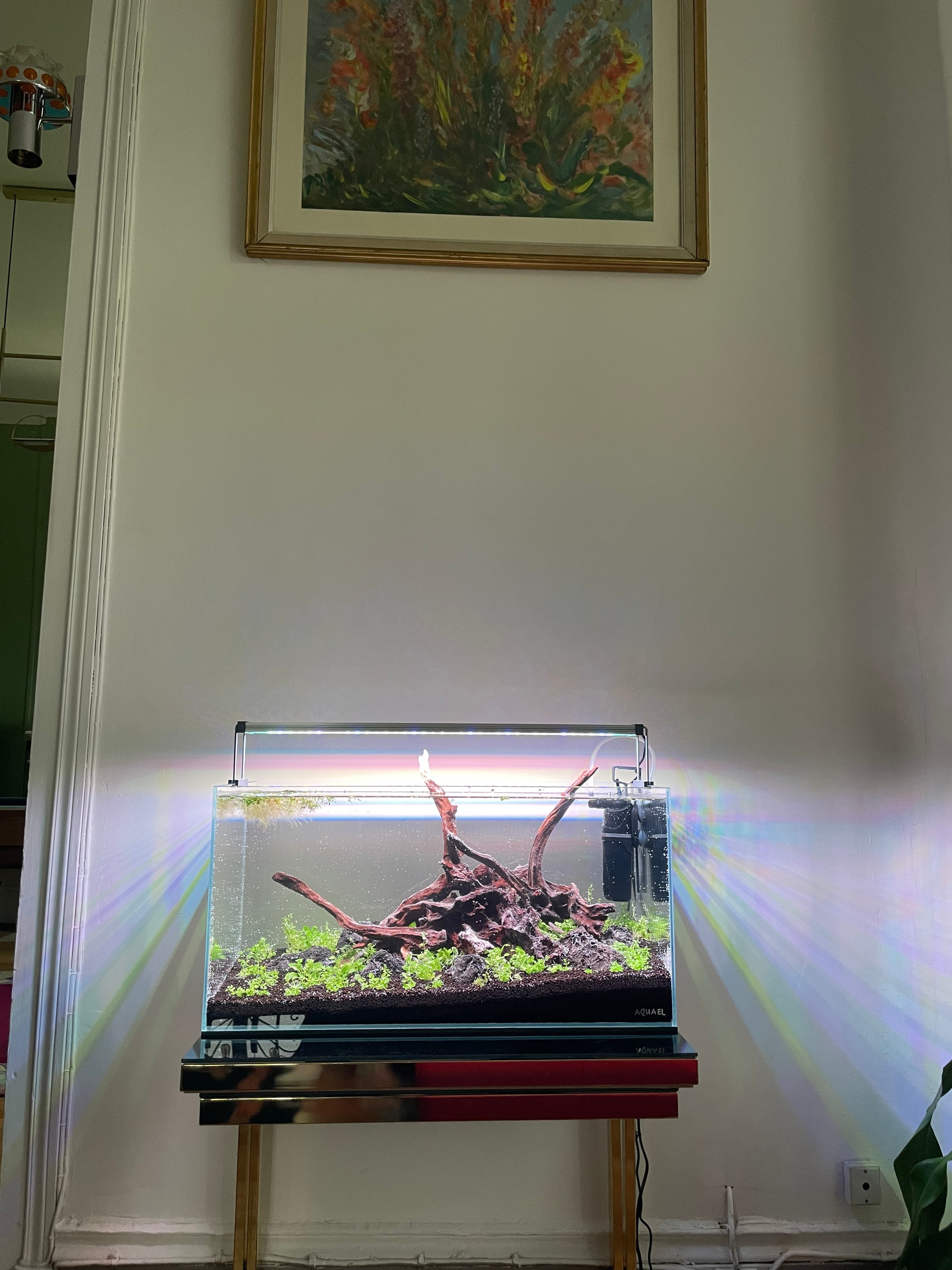 Mon aquarium avance bien
