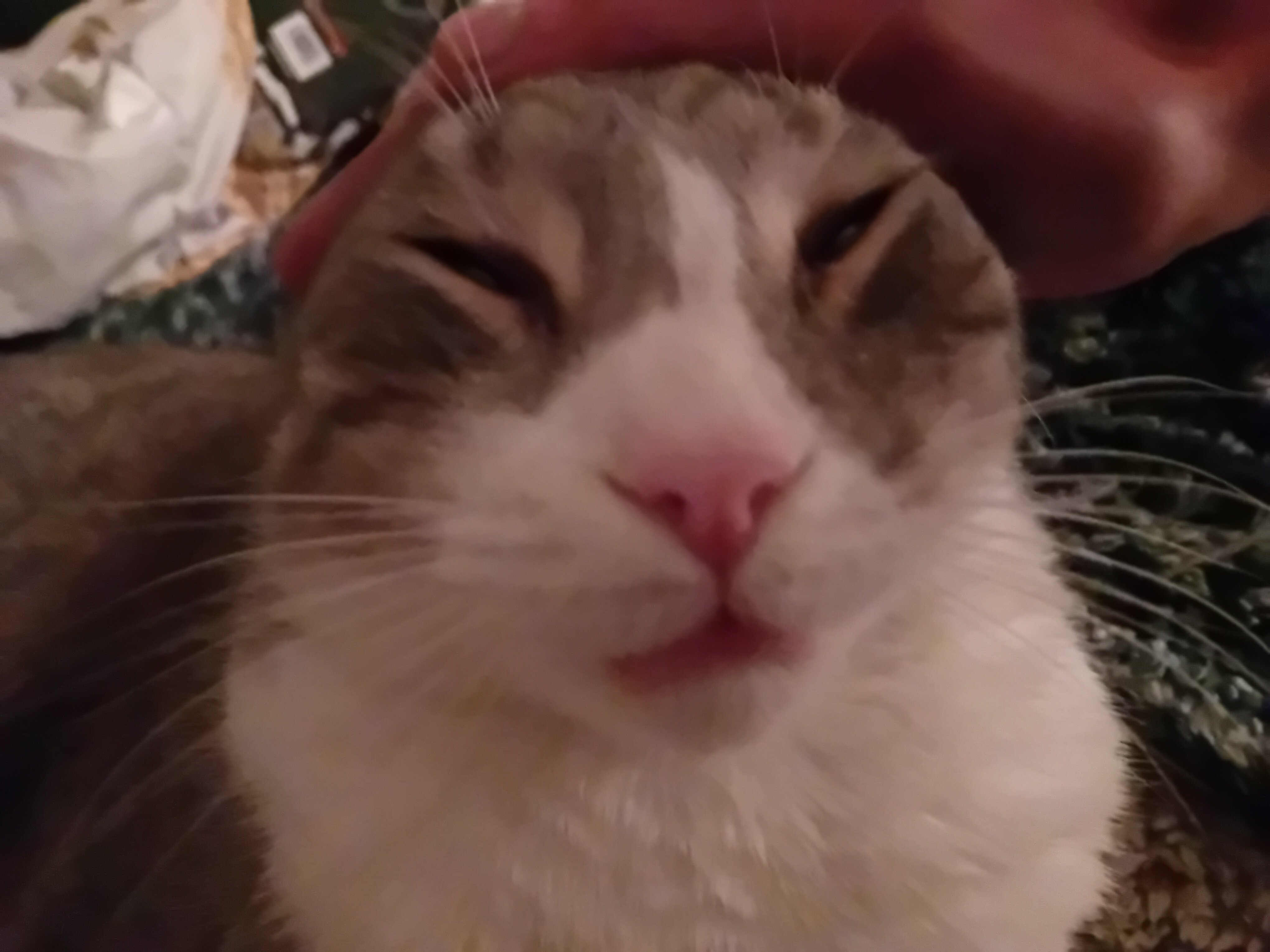 [HELP] Aidez moi à TROUVER un NOM à mon CHAT