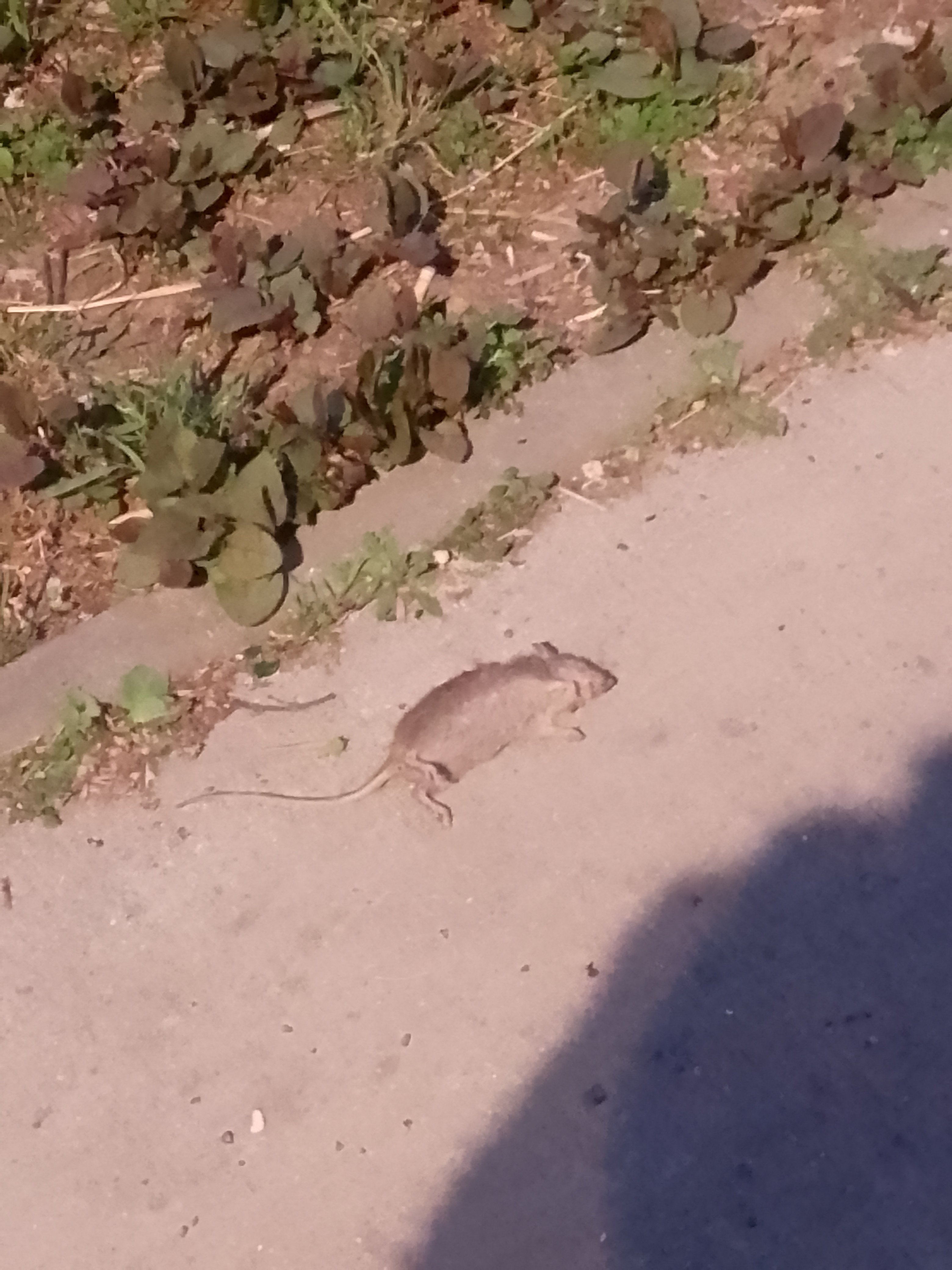 Rat h-s bordel