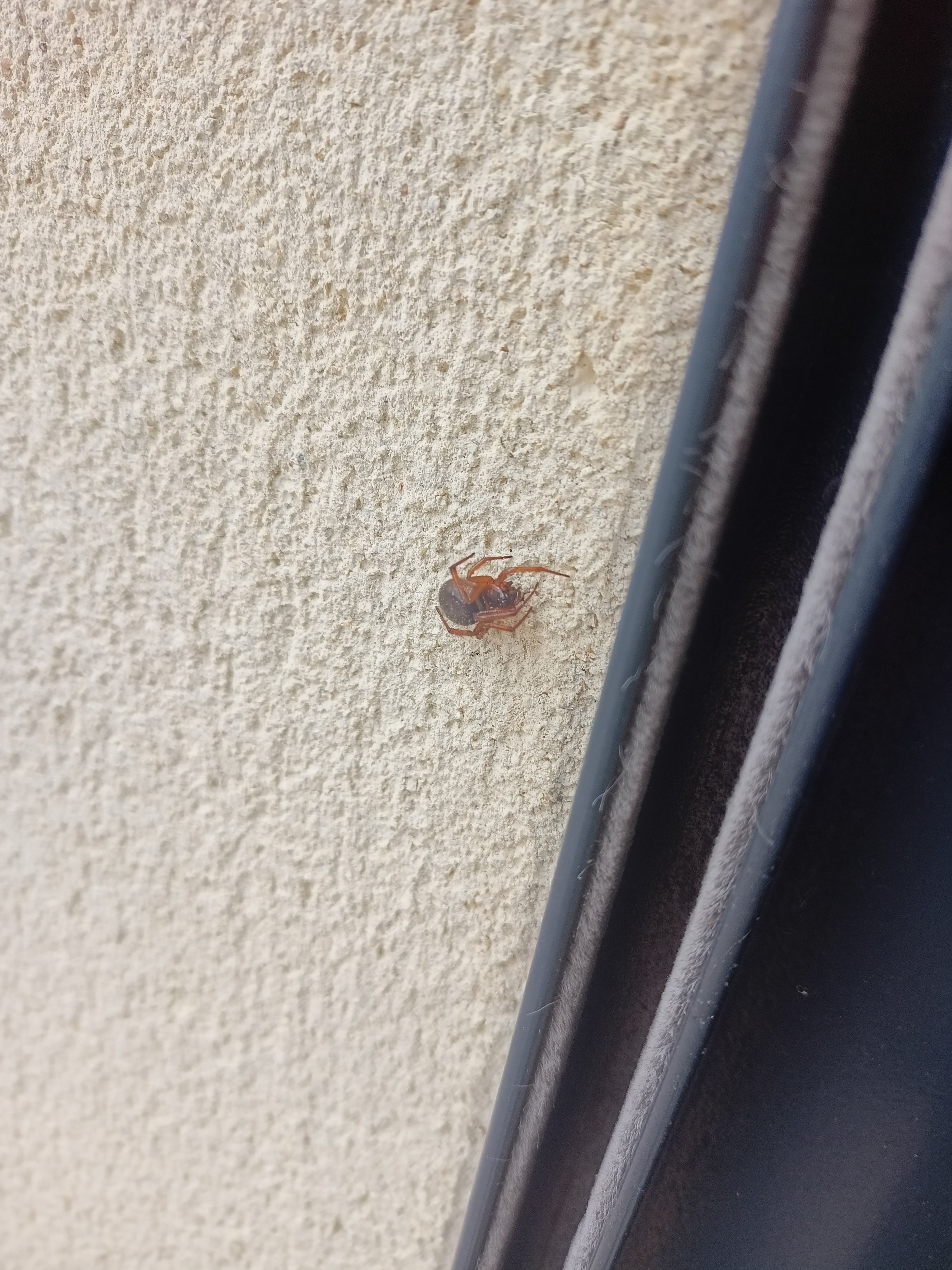 C'est quoi cette araignée