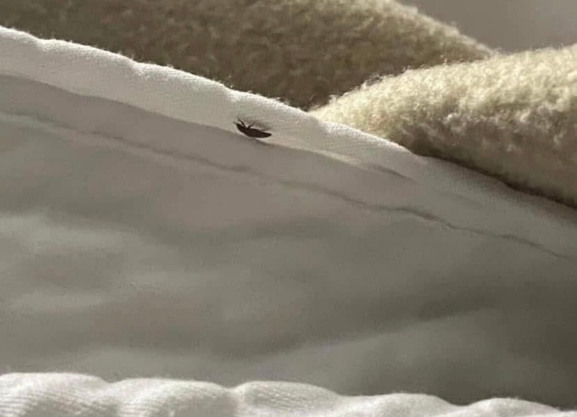Les gars je viens de trouver ça dans mon lit