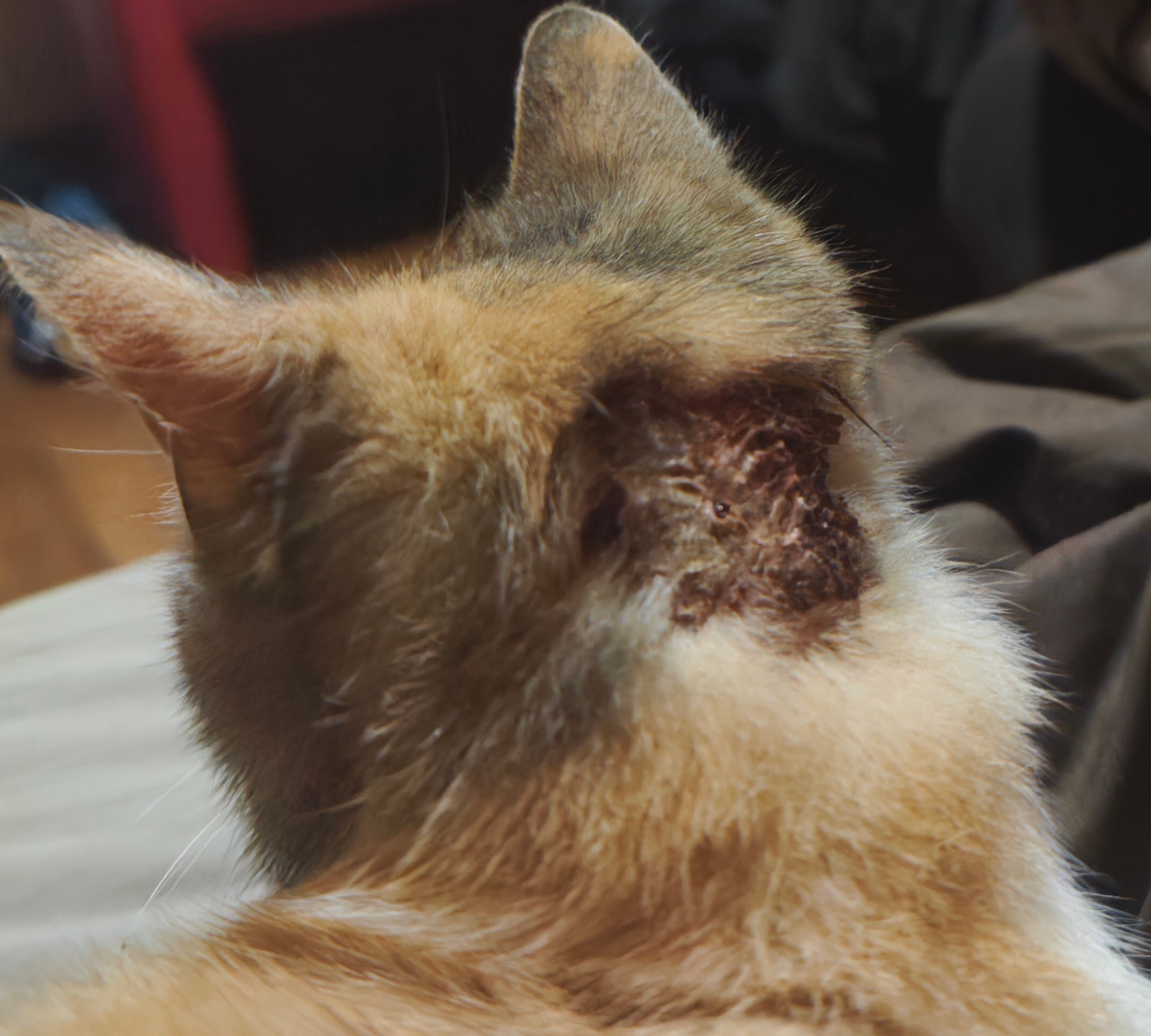 [PHOTO] Ma chatte s'est fait méchament attaquée