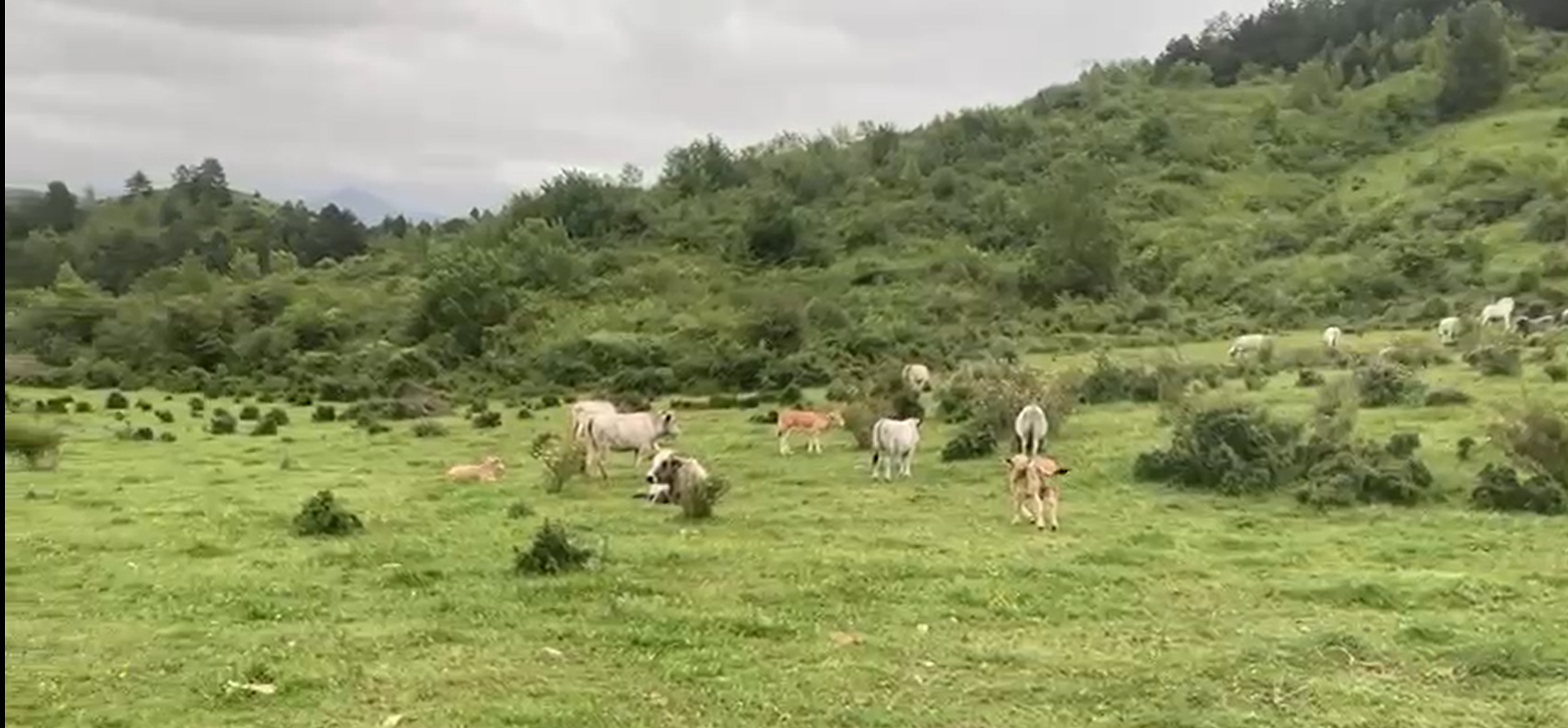 Image des vaches