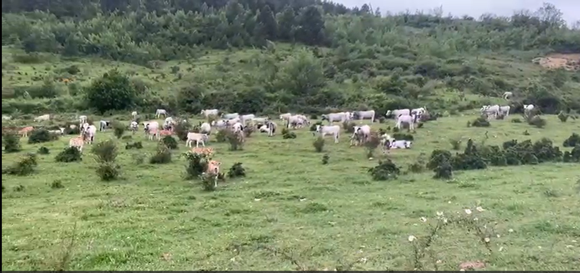 Image des vaches