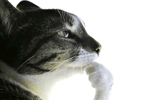 1770312594-cat-pondering-cat.png